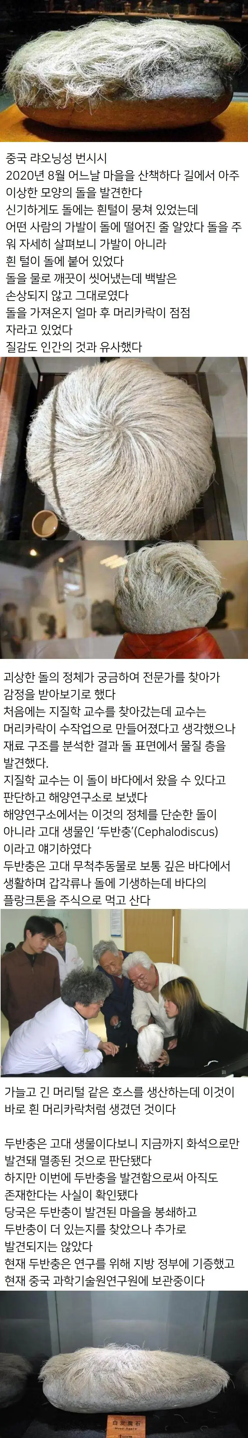 중국에서 발견한 머리카락 자라는 돌의 비밀 | mbong.kr 엠봉