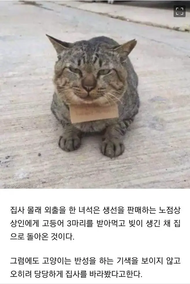 가출했다가 빚지고 돌아온 고양이. | mbong.kr 엠봉