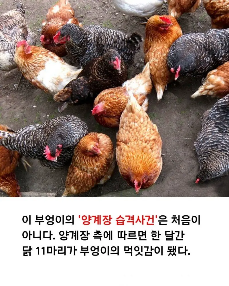 닭 11마리 잡아먹어 파출소 끌려간 수리부엉이 | mbong.kr 엠봉