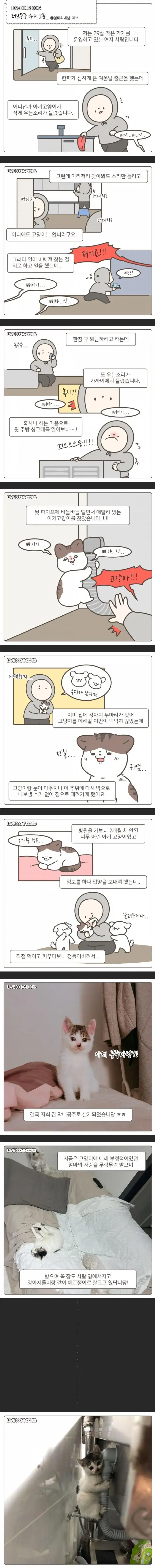 가게 주방에서 구조된 고양이.jpg | mbong.kr 엠봉