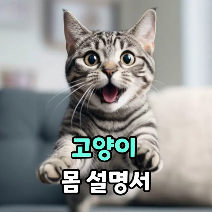 고양이의 몸 설명서 | mbong.kr 엠봉