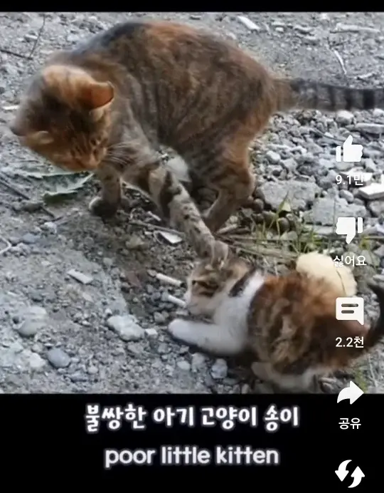 자기 자식 알아보지 못하는 고양이 | mbong.kr 엠봉