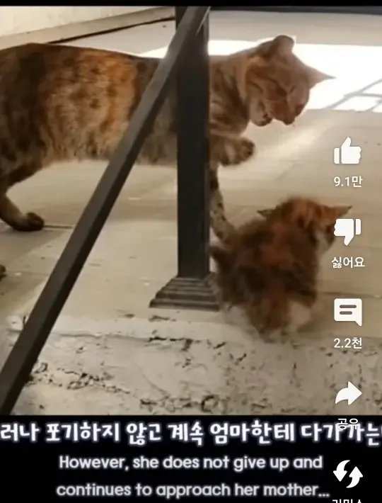 자기 자식 알아보지 못하는 고양이 | mbong.kr 엠봉