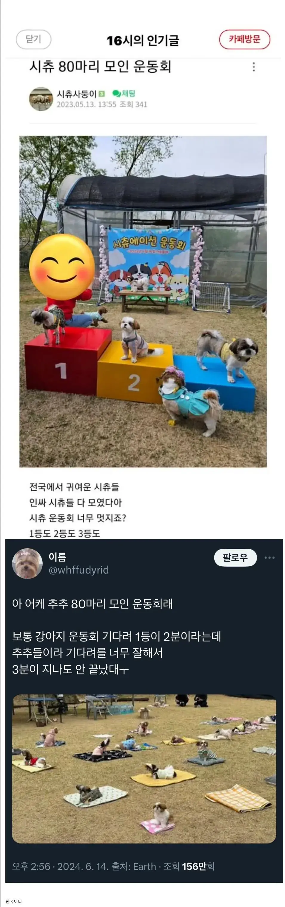 시츄만 80마리 모인 강아지 운동회 | mbong.kr 엠봉