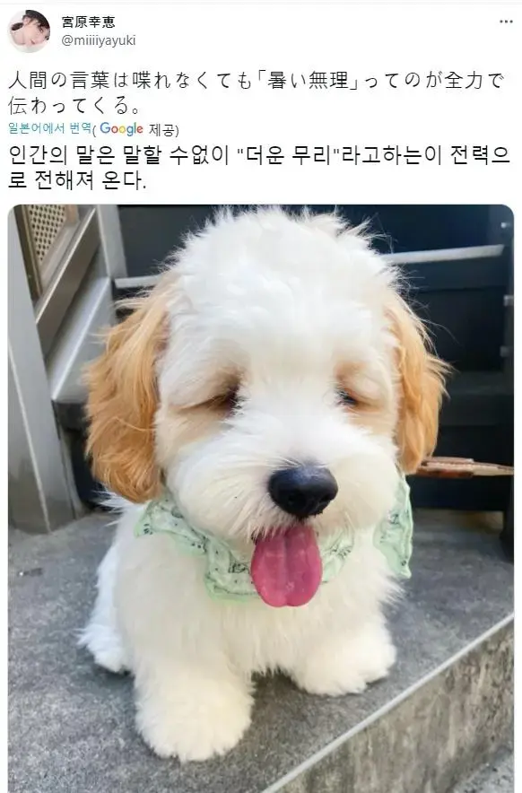 온몸으로 '덥다'를 표현하는 강아지 | mbong.kr 엠봉