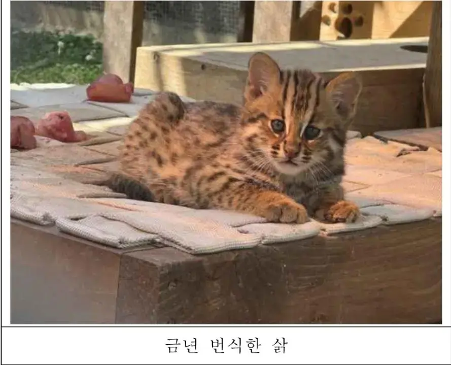 올해 서울대공원에서 태어난 아기 삵 | mbong.kr 엠봉
