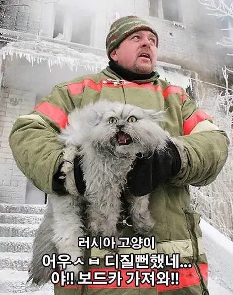 화재에서 구출된 덴마크 고양이와 러시아 고양이.jpg | mbong.kr 엠봉