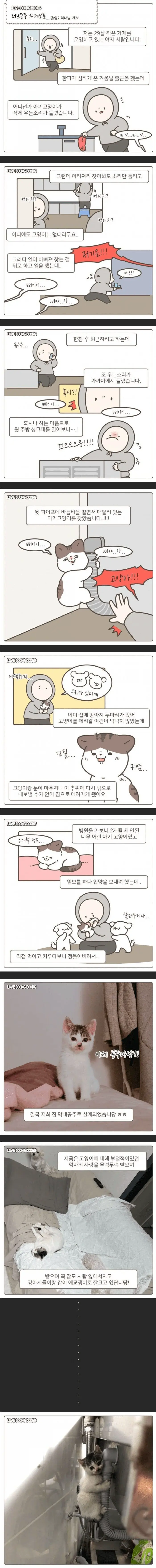 아기고양이 구조해서 입양하는 만화 | mbong.kr 엠봉