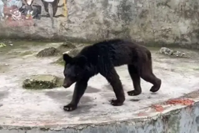 중국 동물원의 곰.jpg | mbong.kr 엠봉
