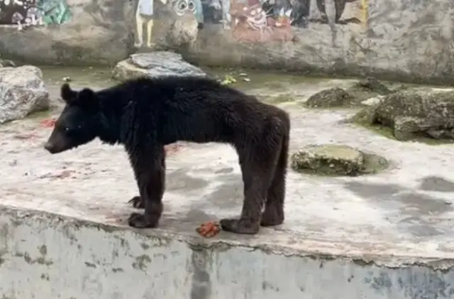 중국 동물원의 곰.jpg | mbong.kr 엠봉