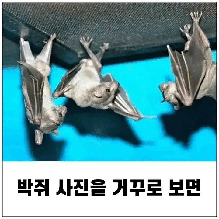 박쥐를 거꾸로 보면? | mbong.kr 엠봉