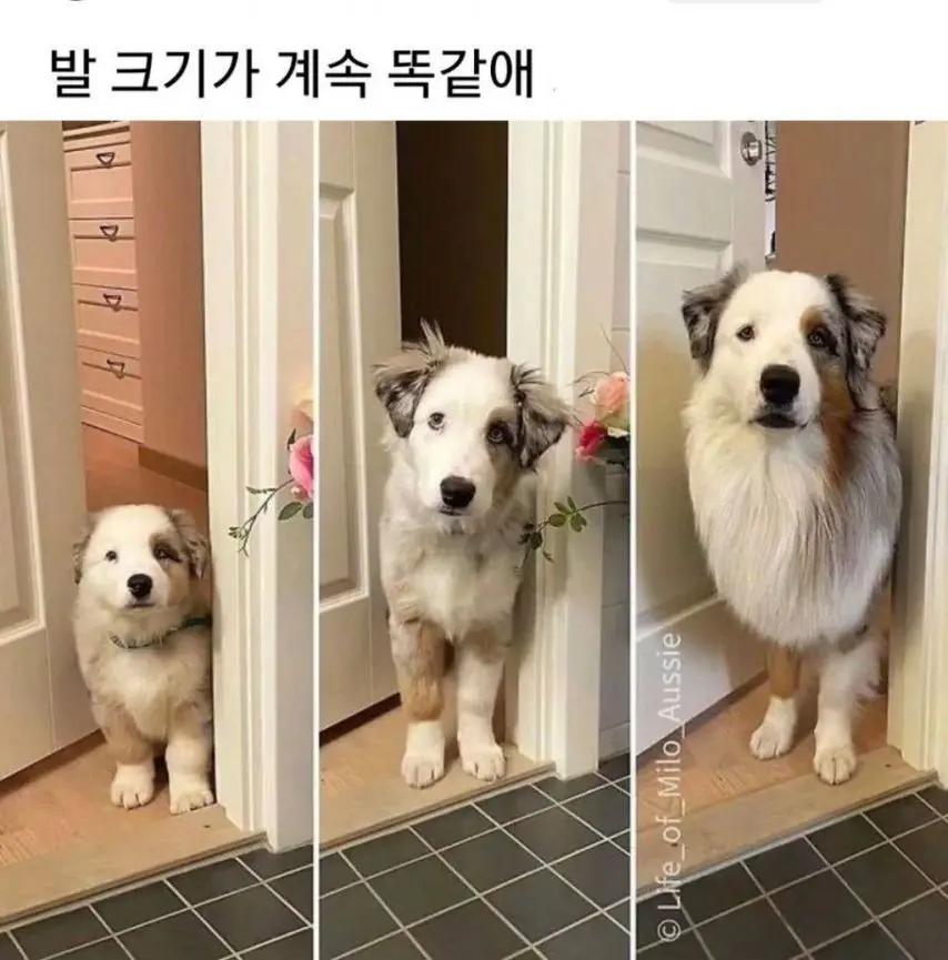 강아지 얼마나 클지 발보면 안다고 하는 이유 | mbong.kr 엠봉