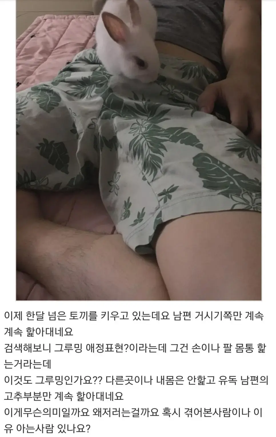 토끼가 남편 바지 고추부분을 심하게 | mbong.kr 엠봉