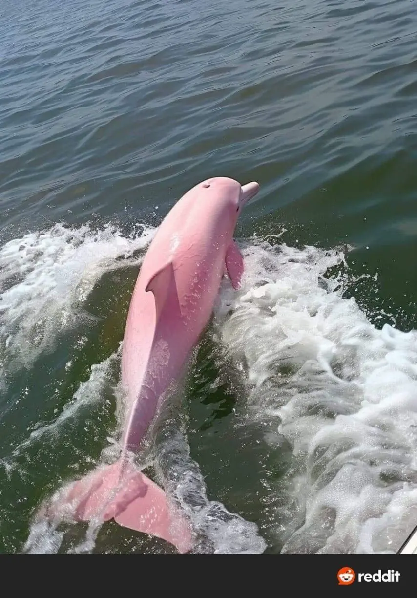 노스캐롤라이나에서 발견된 분홍 돌고래 | mbong.kr 엠봉