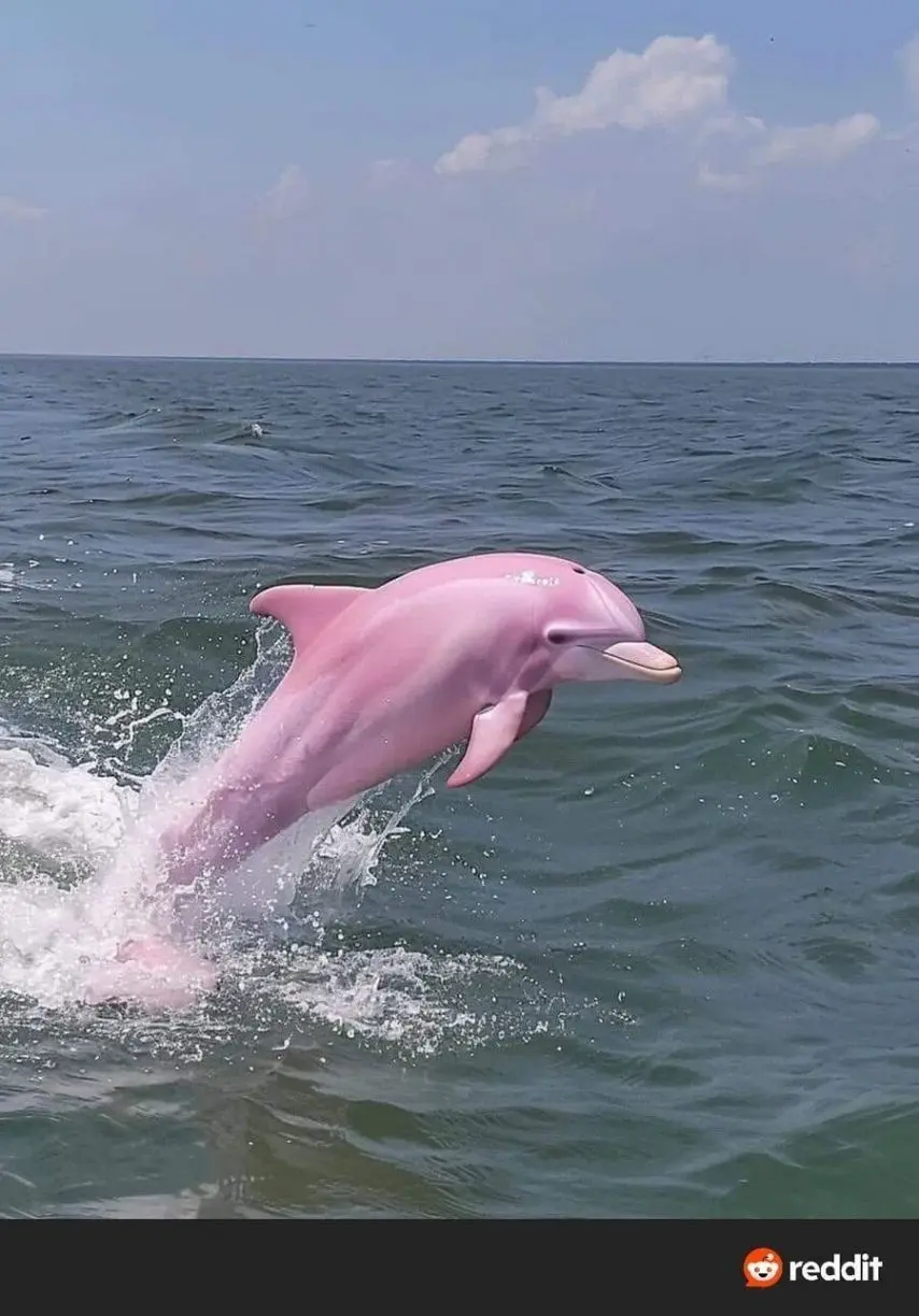 노스캐롤라이나에서 발견된 분홍 돌고래 | mbong.kr 엠봉