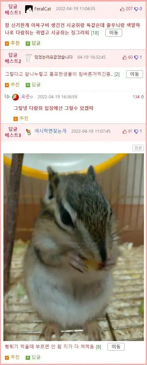 수박먹을때 다람쥐를 초대해야하는 이유.gif | mbong.kr 엠봉