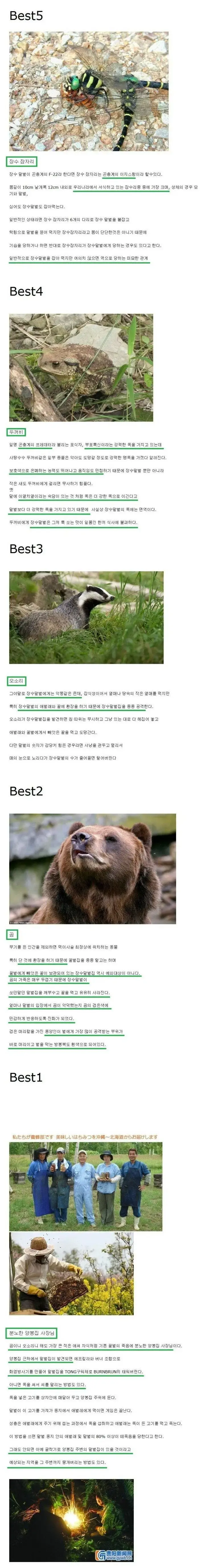 장수말벌 천적 best | mbong.kr 엠봉