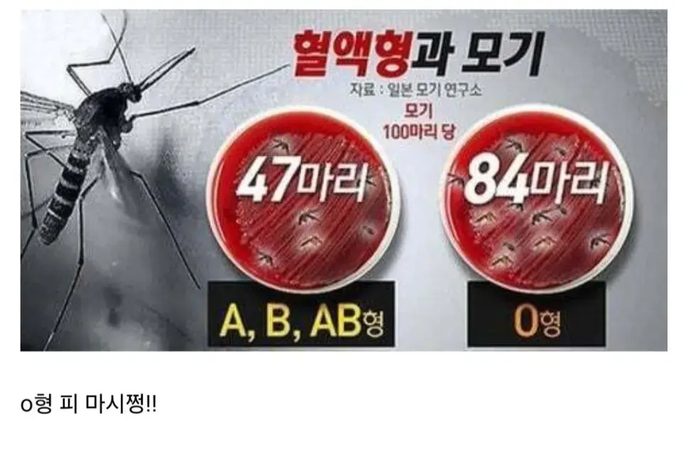모기한테 가장 많이 물리는 혈액형 | mbong.kr 엠봉