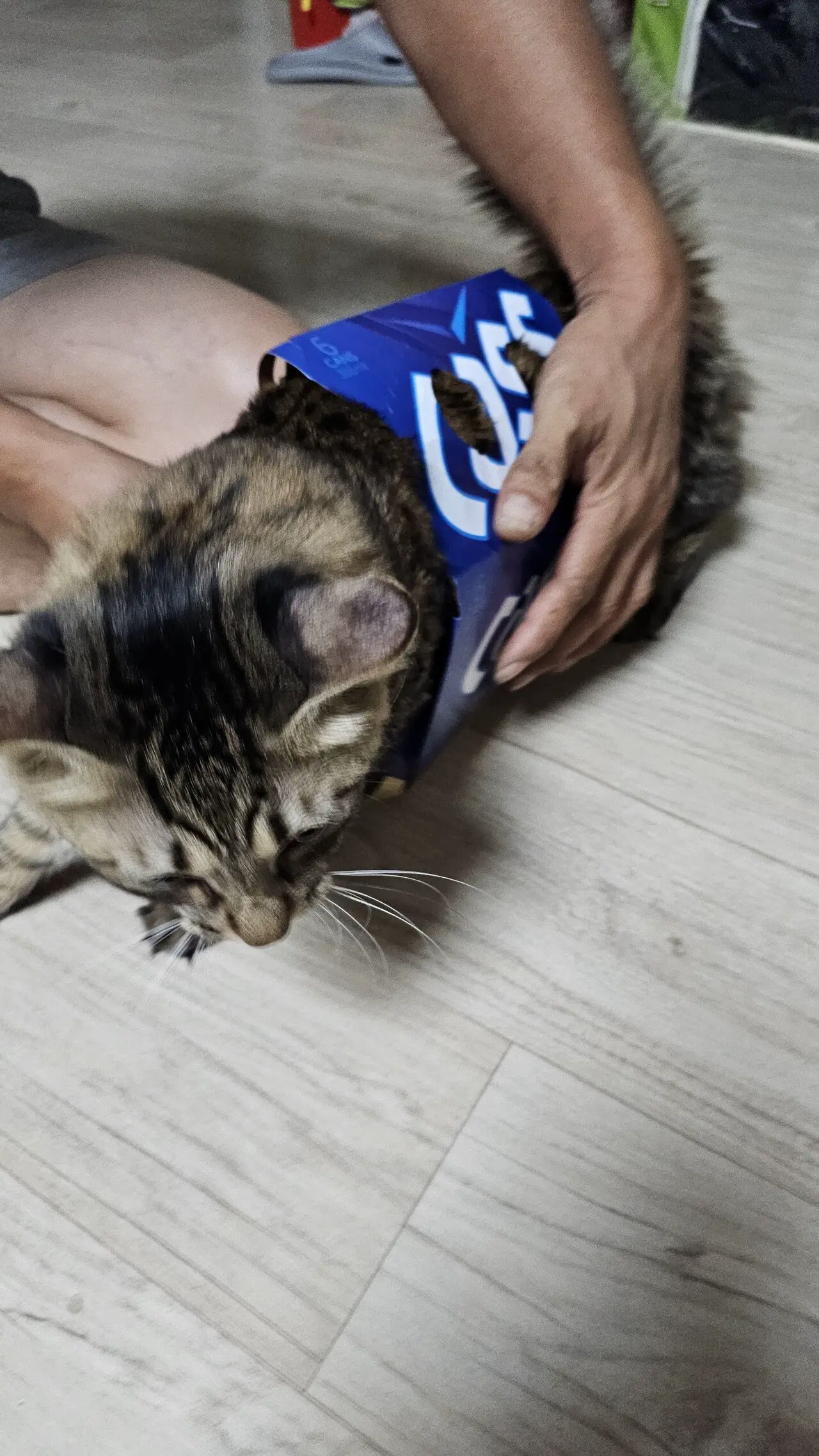 고양이를 굳이 길바닥에서 주워 와서 키우는이유 | mbong.kr 엠봉