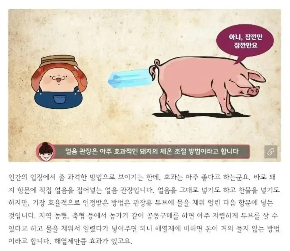 돼지의 얼음 관장 | mbong.kr 엠봉