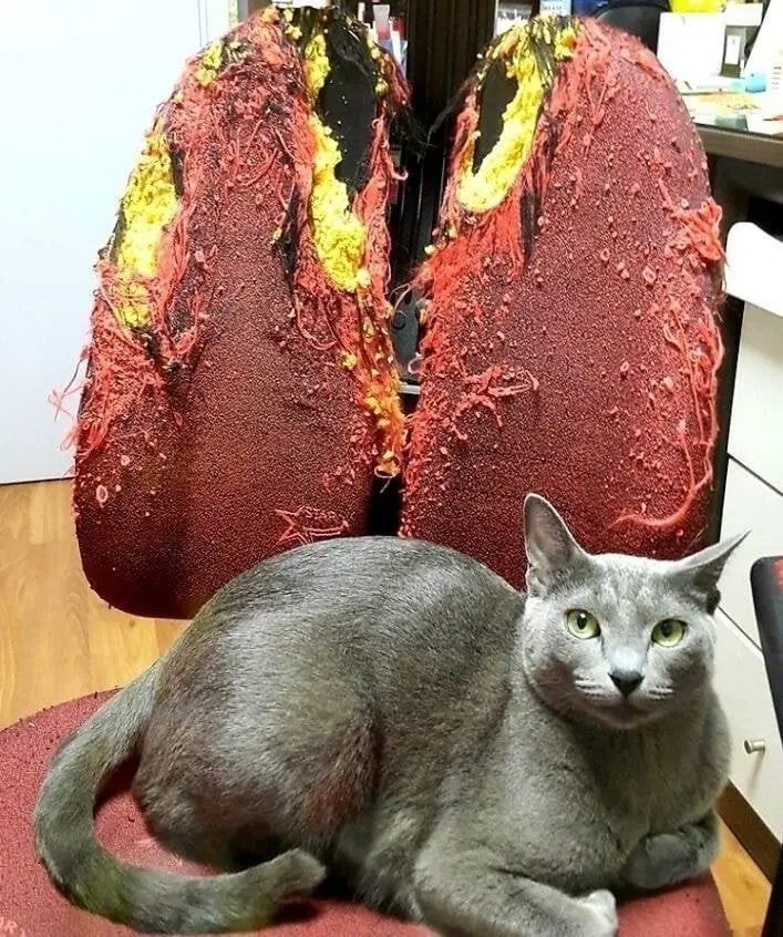 고양이 키우는 사람의 폐 | mbong.kr 엠봉