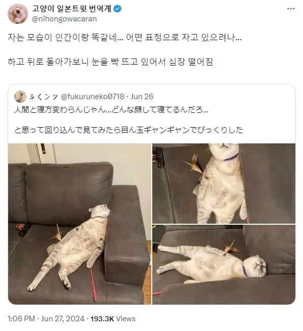 고양이 자는 모습 구경하다 철렁한 이유.jpg | mbong.kr 엠봉