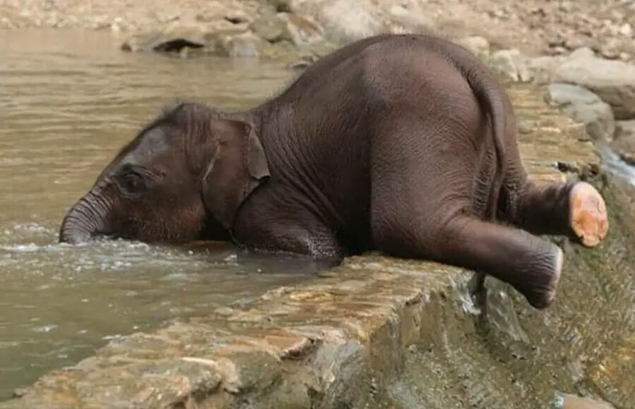 아기 코끼리가 물 마시는 방법 | mbong.kr 엠봉