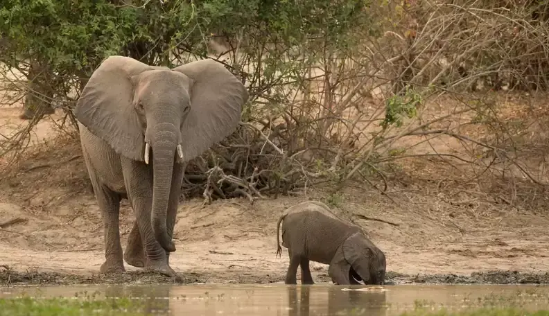 아기 코끼리가 물 마시는 방법 | mbong.kr 엠봉