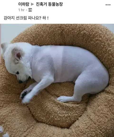 강아지 선크림 파나요? | mbong.kr 엠봉
