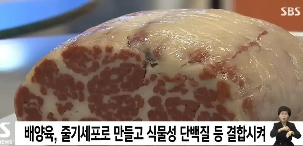 우리나라가 세계최초로 만든 덩어리 배양육 - 유저업로드 - 엠봉