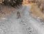 미국 동네 등산길에서 만난 길고양이