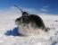 남극 물범·물개 떼죽음 원인 밝혀졌다…"가장 두려운건 돌연변이"