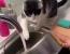설거지 도와주는 고양이