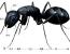 자기 몸보다 10배이상 큰 먹이 옮기는 개미떼들.gif