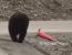 도로 옆 쓰러진 꼬깔 세우는 곰.gif