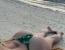 녹색 끈비키니 입고 해변에 누은 명아츄 태닝자국 미친 엉덩이