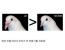 수컷 비둘기들이 어떤 외모의 암컷 비둘기를 선호하는지 알아내려한 실험과 결과.jpg