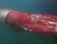 심해 대왕오징어 실물 근접 영상