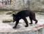 중국 동물원의 곰.jpg