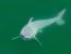캘리포니아 연안서 갓 태어난 백상아리 포착…온몸이 흰색