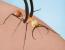 개미로 봉합수술하는 방법