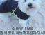 유튜브 짜루캠핑의 강아지 ‘짜루’ 실종