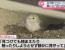 일본에서 발견된 돌연변이 하얀 제비