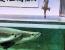 세계에서 가장 거대한 민물고기 ㄷㄷㄷㄷㄷㄷ