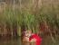 연못에서 빨간공 꼭쥐고 물놀이 하고있는 호랑이ㅎㅎ
