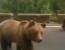 루마니아 산길도로엔 댄싱곰이 삼