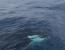범고래를 피해 배에 타려는 바다사자...mp4