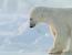 눈에 머리 박는 모습이 귀여운 북극곰.mp4