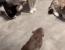 거대한 생쥐를 만난 아기 고양이들의 반응.gif