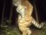 실시간 야간카메라로 백두산 호랑이 촬영